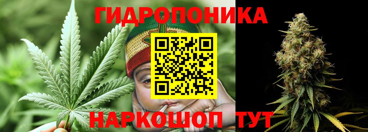 Каннабис индика Кушва